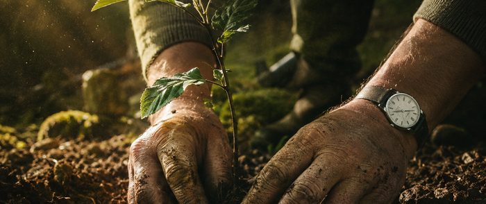 Zwei Hände setzen einen jungen Baum in die Erde